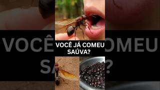 Você tem coragem de comer formiga? #curiosidades #naturezasurpreendente