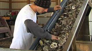 Restaurants Recycling Oyster Shells to Help Restore Chesapeake Bay