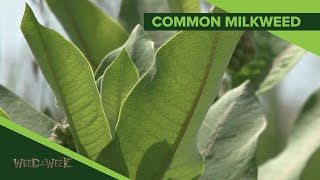Weed of the Week #1142 Common Milkweed (Air Date 2-23-20)