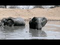 African Elephants take Mud Bath - Sheldrick Elephant Orphanage