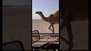 تقليد صوت البعير