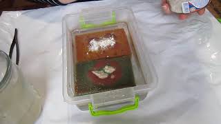 видео: Живой корм для рыб. Выращивание аулофоруса. картинка: Живой корм для рыб. Выращивание аулофоруса.