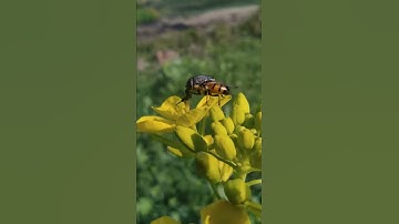 Macro photography | Video shoot on POCO M2 PRO 5MP Micro camera | Mobile MACRO PHOTOGRAPHY