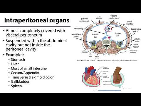 वीडियो: पेट की दीवार के अंदरूनी हिस्से को कौन सी पेरिटोनियम रेखाएँ बनाती हैं?
