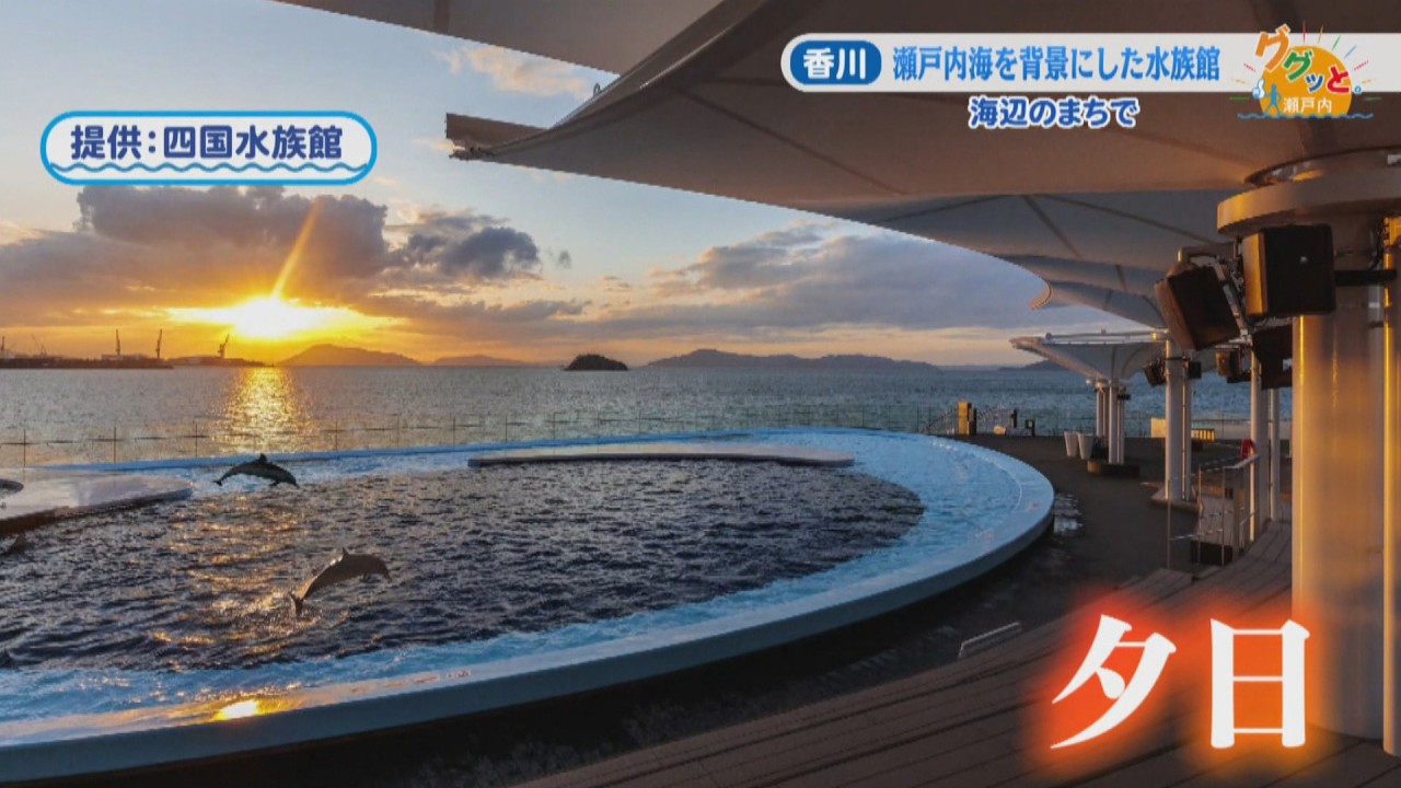 Dolphins Leaping Against the Seto Inland Sea! A Tour of Shikoku