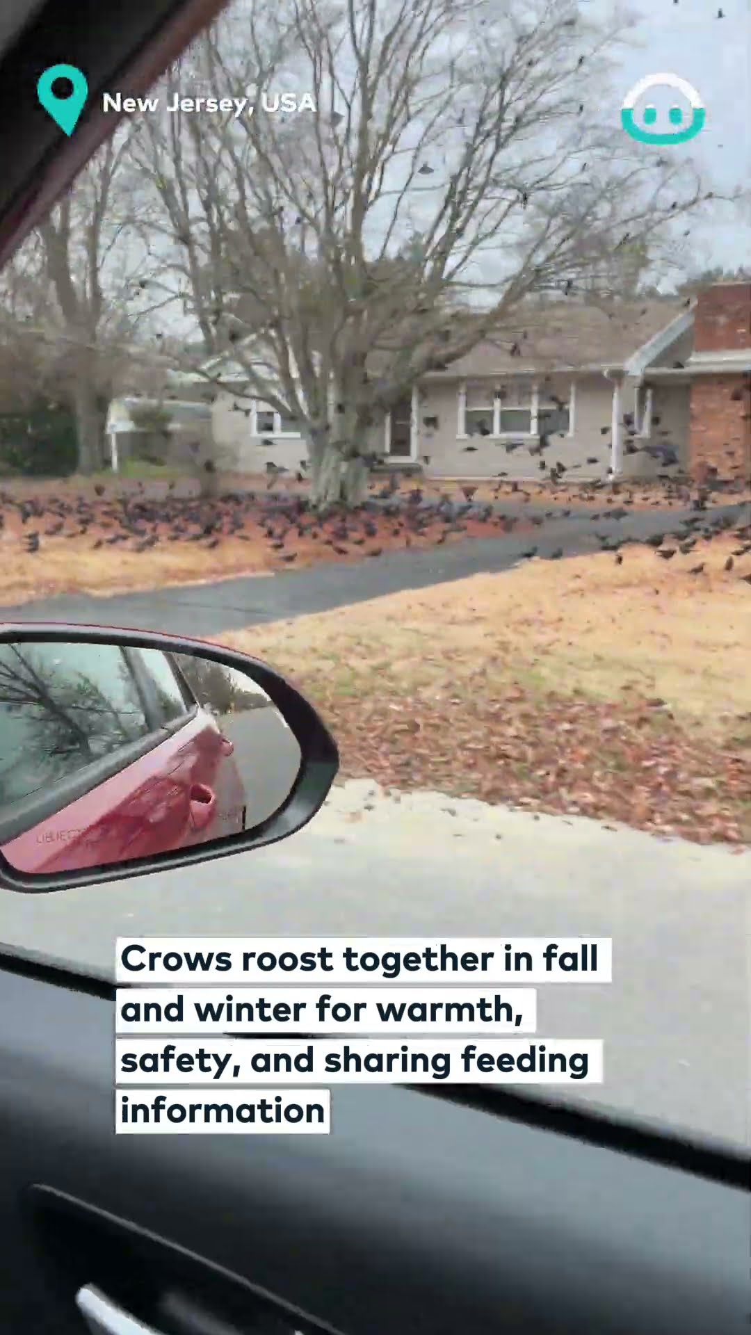 Crow Gathering in Deserted Town || ViralHog