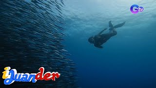 Nakabibighaning ganda ng sardine run sa Moalboal, Cebu! | I Juander