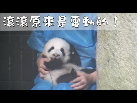 《熊貓早晚安》滾滾原來是要充電的！  | iPanda熊貓頻道