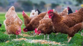 ما يتوجب عليك معرفته قبل البدء في مشروع تربية الدجاج البلدي البياض،دراسة جدوى 500 دجاجة