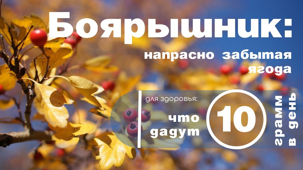 Боярышник: не только настойка. Боярышник - польза плодов, цветов и листьев