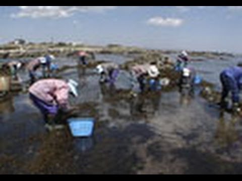 海からのおいしい贈り物 ３０ ヒジキ テングサ 海藻の魅力 房 総半島 千倉 Youtube