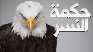 حكمة النسر القاسية درس لكل من فقد الأمل