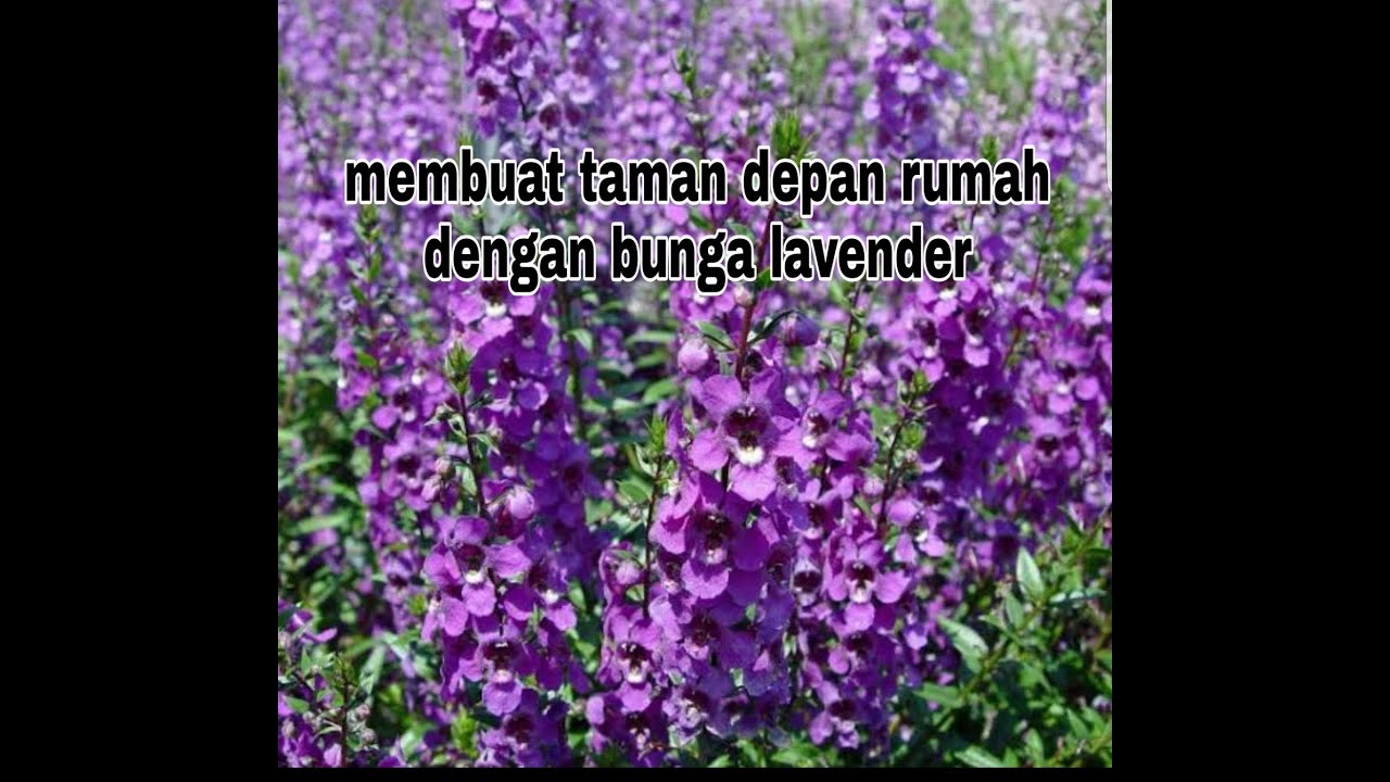 cara menanam bunga lavender 