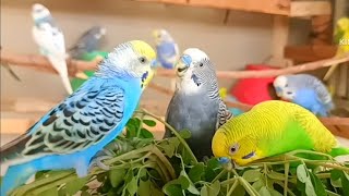 Budgie Bliss: Unveiling the Secret to Happy Parakeets! 🌈🦜