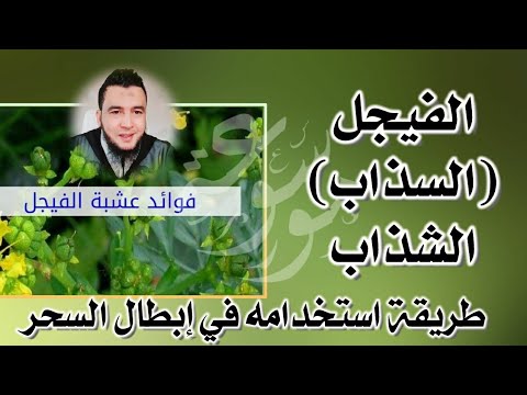 الفيجل أو السذاب في إبطال الأسحار وأذية الجان الراقي المغربي نعيم ربيع
