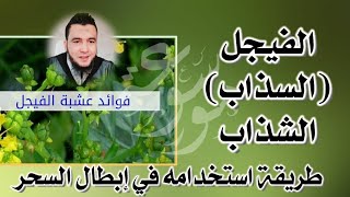 الفيجل أو السذاب في إبطال الأسحار وأذية الجان | الراقي المغربي نعيم ربيع