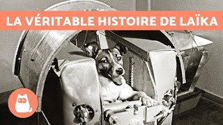 La VÉRITABLE HISTOIRE de Laïka, la CHIENNE ASTRONAUTE 🐶 🚀