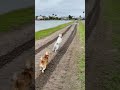 DOGS CHOOSE THEIR PLAY PARTNERS #Fosteringthedominancehierarchy #Subordinate #Compatibleplaystyles
