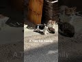 Is the smallest one okay? 🥺 A Tiny Cat Family in Korea | 癒やしの猫親子 #shorts #cats