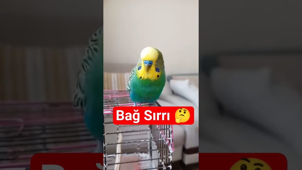 Muhabbet Kuşunuzla Daha İyi Bağ Kurmanın 3 Gizli Yolu! #muhabbetkuşu #dinlendiricisesler #birdsong