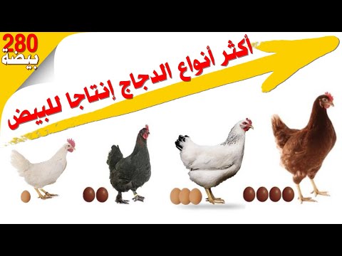 فيديو: كيفية الطلب من Aiherba إلى روسيا: الإجراء وأفضل المنتجات وقواعد الدفع وشروط التسليم