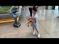 temi robot is widely used in real estate sales centers across China, this time is Henan.