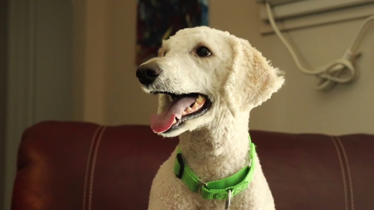 Noodle: A Dog-u-mentary