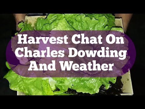 Harvest Chat On Lettuce And Charles Dowding's No Dig Natural Organic Method