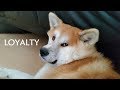 AKITA INU - Loyalty | 秋田犬