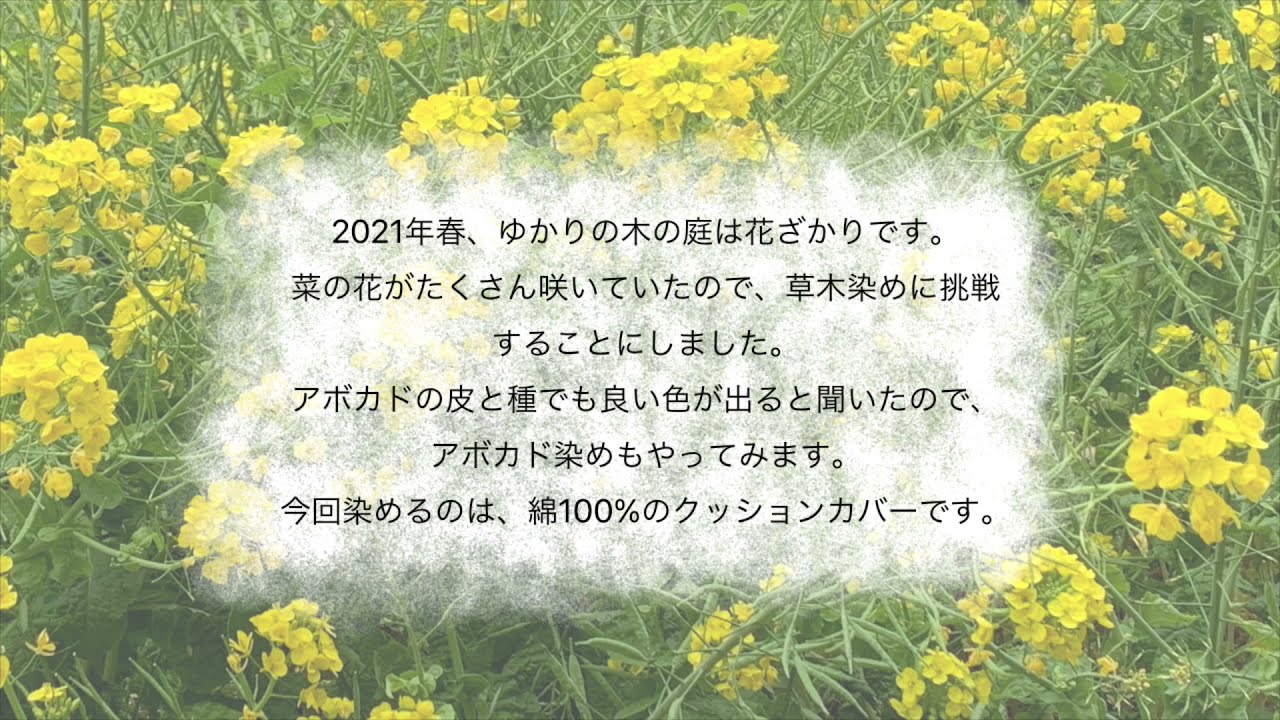 草木染め 菜の花とアボカド ケリアプロジェクト