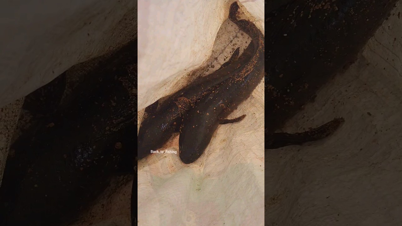 Hvy Size Nadan varal 