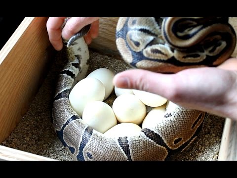 Reproduction Python Regius (Albinos X Het Albinos) 2015/2016 (Partie 1)