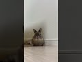かわいい表情☺️🐰