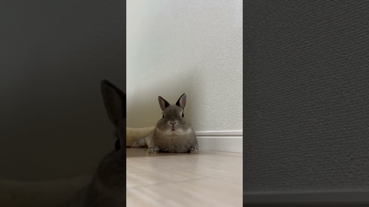 かわいい表情☺️🐰