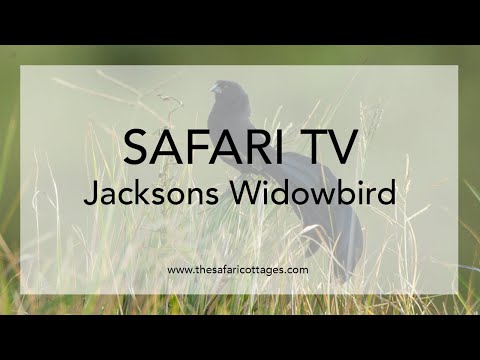 Jackson's Widowbird Display