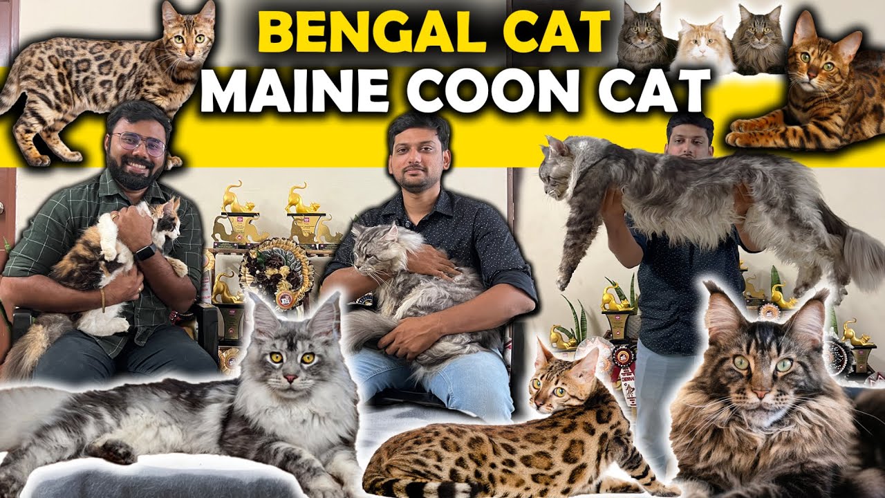 மிகப் பெரிய வளர்ப்புப் பூனை மெயின்