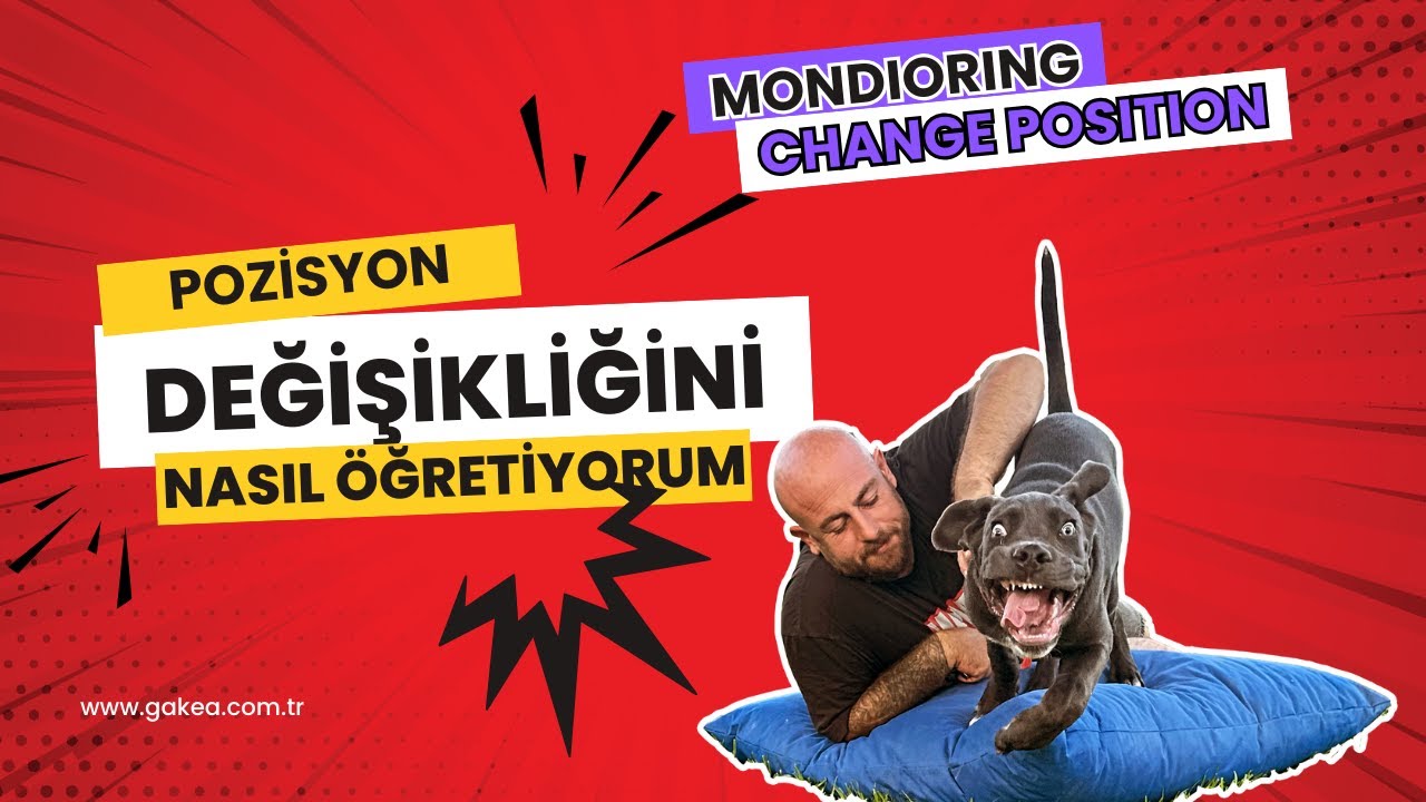 Köpeğime UZAKTAN komutla pozisyon değiştirmeyi NASIL ÖĞRETİYORUM (Mondioring - Change Of Position)