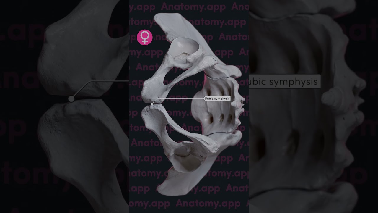 Biomechanics Of The Sacroiliac Joints Nutation And Counternutation