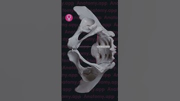Biomechanics of the sacroiliac joints: nutation and counternutation