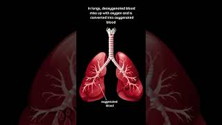 Human Circulatory System Explained 🫀