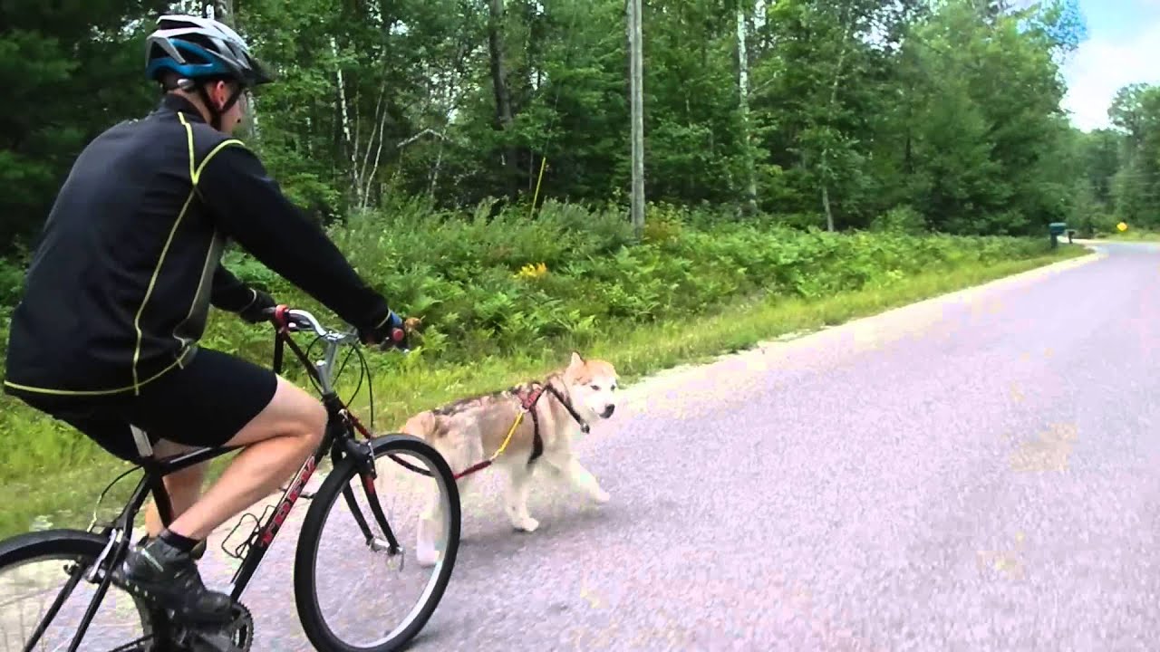 rescue dogs rock nyc Beautifully cool August morning ride w/ RD the Malamute we have in foster (available for adoption)