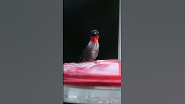 Male Ruby-throated Hummingbird Enjoys Feeder