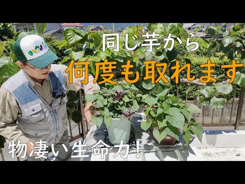 さつまいも苗　200本　5種組み合わせ自由 さつまいも苗 200本 5種組み合わせ自由 さつまいも苗 200本 5種