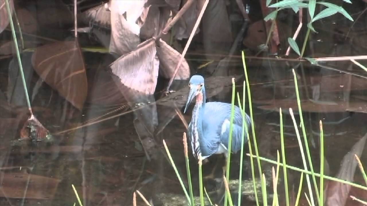 The Audubon Moment - The Tri-colored Heron