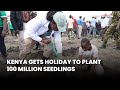 Kenya gets treeplanting holiday to plant 100 million seedlings