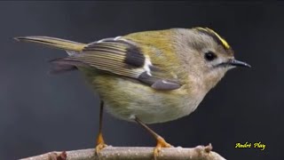 S'il chante qu'il chante (Dessous ma fenêtre)