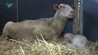 Lammeren Van Onvruchtbare Ram Geboren