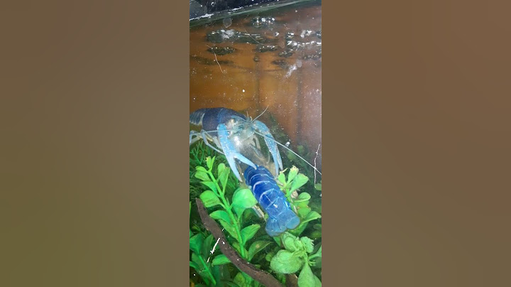 Rare blue ditch bug! #blue  #amazing #crayfish #comedy #complimentstothechief #molting