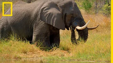 Comment s'appelle les défense de l'éléphant ?