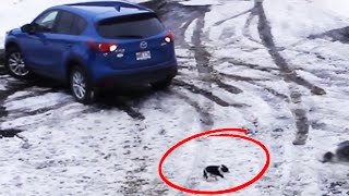 collie saves puppy